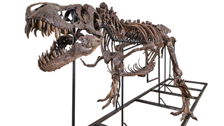 This $2.39 Million Half-Complete T-Rex Doesn't Cost Money, It Makes Money